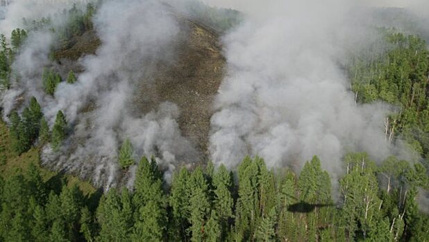 Под Киевом вспыхнул  лесной пожар