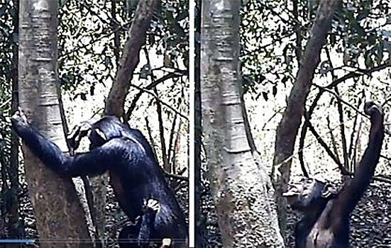 Шимпанзе научились искать воду с помощью палочек