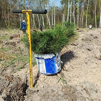 Парк пополнился соснами