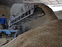 Литва готова вывезти 1 млн тонн украинского зерна по железной дороге