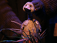 "А я кто?": гадкий неуклюжий птенец учится летать в "Арлекине"