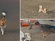 Японский пес испортил панораму Google Maps