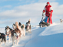 Катание на собачьих упряжках набирает популярность в Беларуси