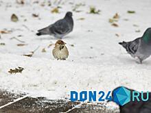 Не давать чипсы, хлеб и жаренные семечки: зоолог рассказал, чем можно кормить зимующих в Ростове птиц