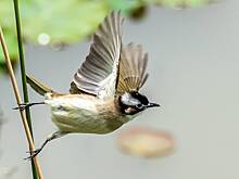 В Россию прилетел редкий гость из Китая