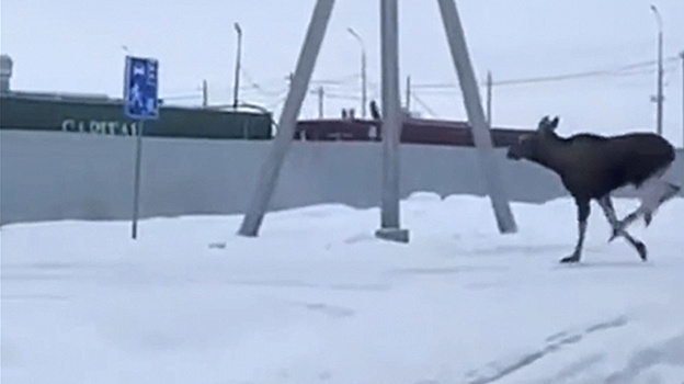 В Тазовском на стройку ворвался огромный лось