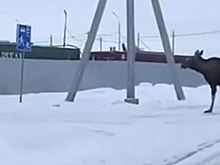 В Тазовском на стройку ворвался огромный лось