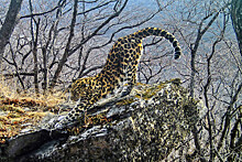 Дальневосточных леопардов расселят по Приморью