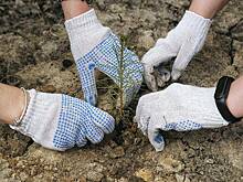 В Волгоградской области высадили 8 тысяч сосен в честь 80-летия Победы