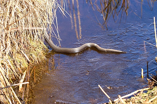 Доцент Шахпаронов: Змеи в Московском регионе могут проснуться в начале апреля