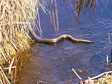 Доцент Шахпаронов: Змеи в Московском регионе могут проснуться в начале апреля