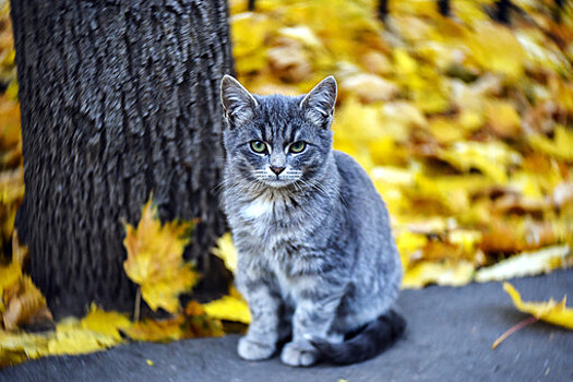 Синоптик Шувалов: температурные колебания в Москве продержатся до декабря