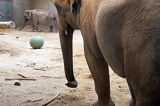Отчаянные попытки слонихи разбудить умершего слоненка попали на видео