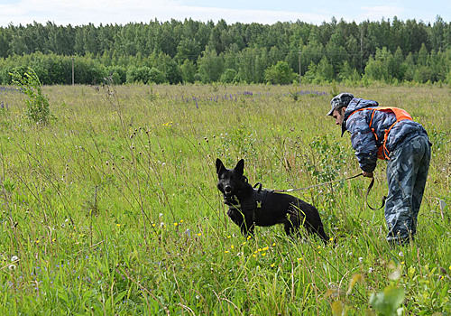 Собака не только друг человека, но и охранник