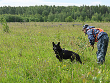 Собака не только друг человека, но и охранник