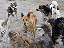 Трупы 50 тысяч животных нашли в приюте РФ