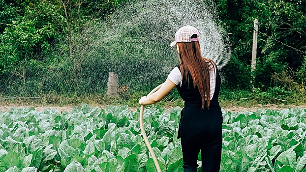 Специалист объяснил, как правильно поливать растения осенью