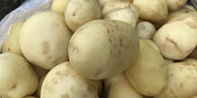 Богатый урожай: в Кабардино-Балкарии собирают молодой картофель