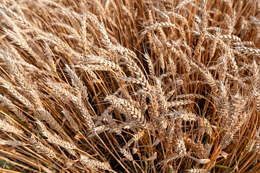 Почти 5 млн т зерна из Кубани и Адыгеи поставили в Египет