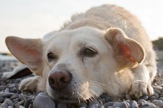 В Перми установят 480 боксов для собачьих экскрементов