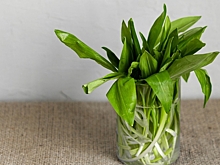 Употребление черемши помогает укрепить сердце и снизить давление