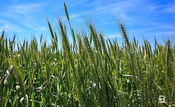"Почва пересохла": как повлияет сухой сентябрь на сельское хозяйство Татарстана