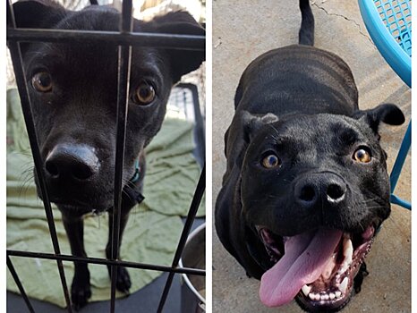 До и после приюта: 14 абсолютно счастливых собак, которые обрели дом
