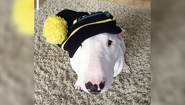 Бультерьер, блуждавший три недели с хозяином по тайге, не выжил