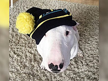 Бультерьер, блуждавший три недели с хозяином по тайге, не выжил