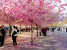 В этом году на цветение сакуры поехало на 40% больше россиян, чем в прошлом