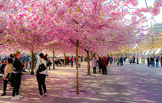 В этом году на цветение сакуры поехало на 40% больше россиян, чем в прошлом