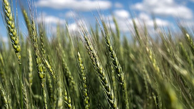 Вячеслав Володин: весь мир пользуется научными достижениями России в сфере сельского хозяйства