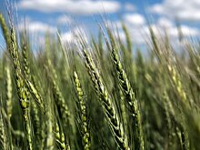 Вячеслав Володин: весь мир пользуется научными достижениями России в сфере сельского хозяйства