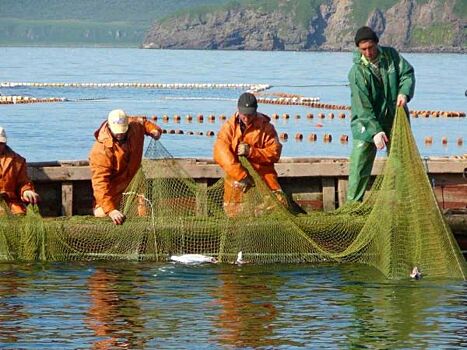 Рыбной отрасли нужна новая реформа. Почему?