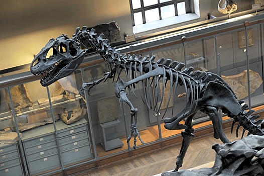Школьник случайно нашел кости динозавра