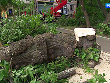 В центре Москвы коммунальщики вместо больных деревьев вырубили здоровые