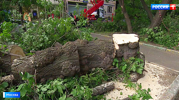 В центре Москвы коммунальщики вместо больных деревьев вырубили здоровые