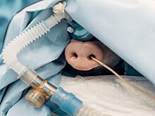 Первые в мире: ученые Новосибирска показали работу кардиоклеток в сердце свиньи