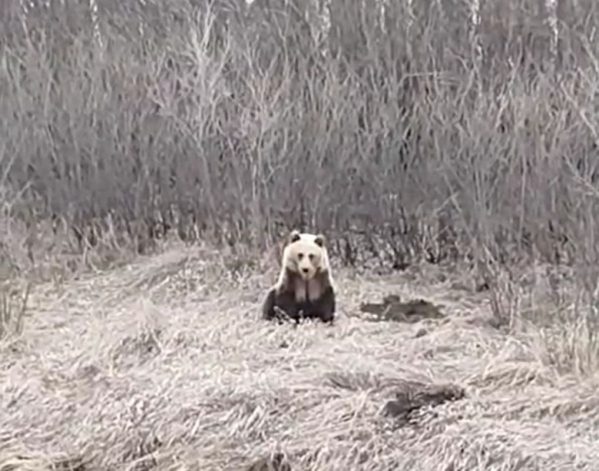 Под Магнитогорском ловят медведя, который подходит к поселку