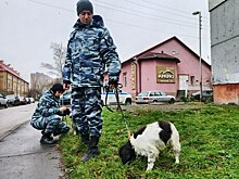 Работа с «натуралкой»: как полицейские собаки ищут наркотики в Калининграде (фото, видео)