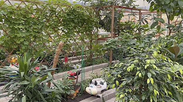Ананас и инжир: в Новом Уренгое дети выращивают тропические фрукты. ВИДЕО