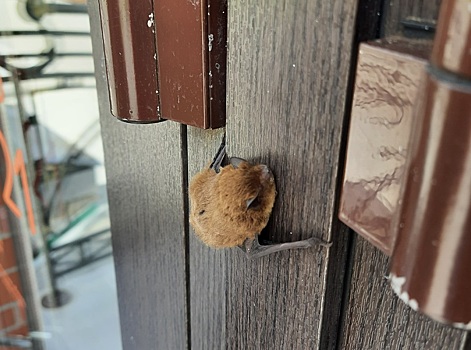 В Оренбуржье летучая мышь уснула на двери магазина