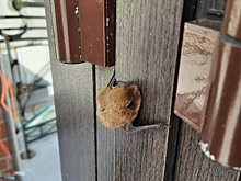 В Оренбуржье летучая мышь уснула на двери магазина