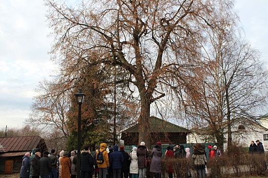 Из ярославской двухвековой липы сделали памятник