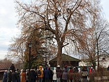 Из ярославской двухвековой липы сделали памятник