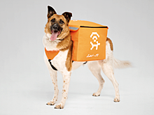 Сервис "Лай-Фай" начал раздавать Wi-Fi в Екатеринбурге при помощи бездомных собак