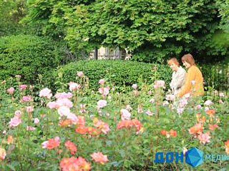 Около 3000 кустов роз высадят в Новочеркасске