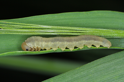 Гусеницы, которые не щадят ни листья, ни плоды. Как избавиться от пилильщиков?