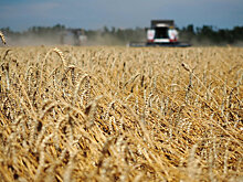 Урожайность зерна превысила прошлогодний уровень