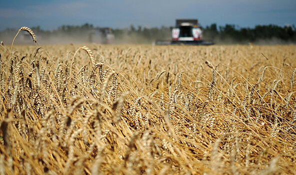 Урожайность зерна превысила прошлогодний уровень